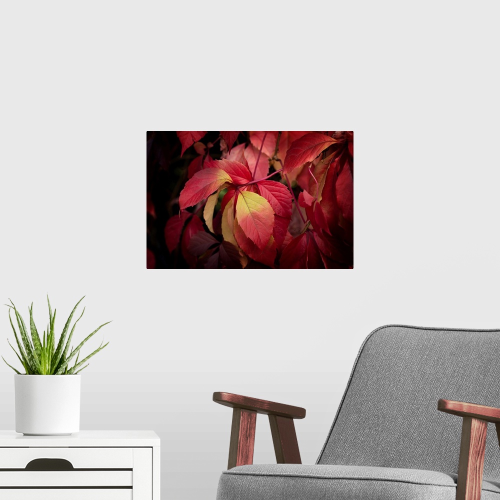 A modern room featuring Fine art photo of a group of red leaves on a thin branch.