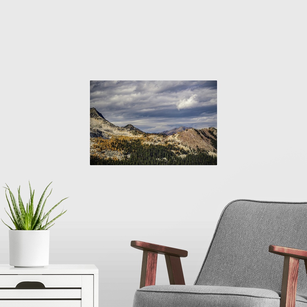 A modern room featuring Mountains, with golden larches and dark green sub-alpine fir trees in fall.