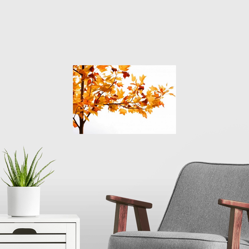 A modern room featuring Red and yellow foliage on a branch in autumn