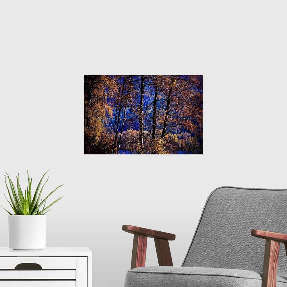 A modern room featuring Single image of a line of trees by Summit Lake in British Columbia, Canada, overlooking the lake,...
