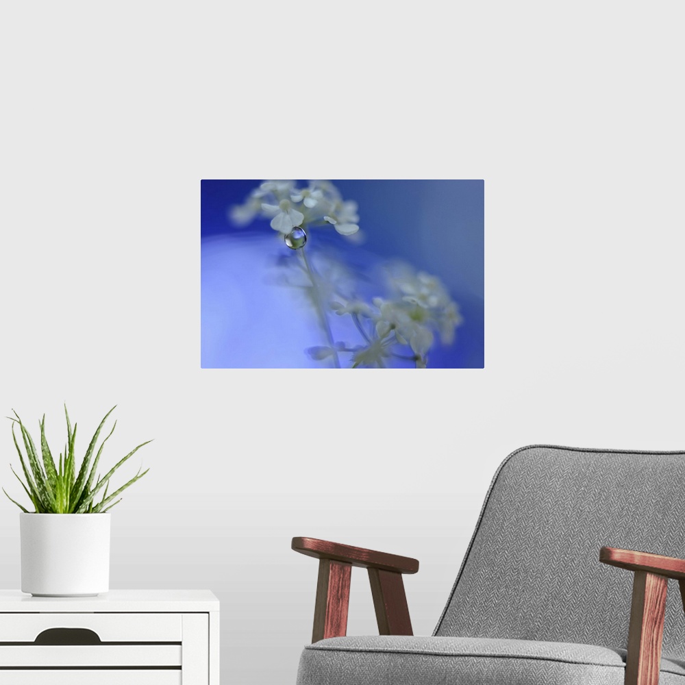 A modern room featuring A macro photograph of white flower against a blue background.