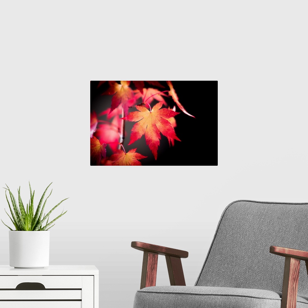 A modern room featuring Red maple leaf on dark background