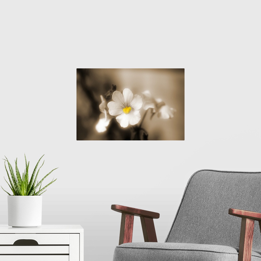 A modern room featuring Close-up of small white flowers with a sepia effect