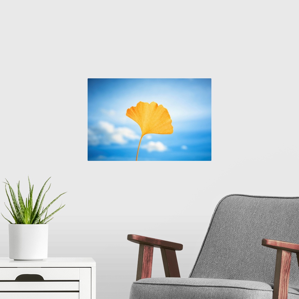 A modern room featuring Yellow gingko leaf in front of a blue sky