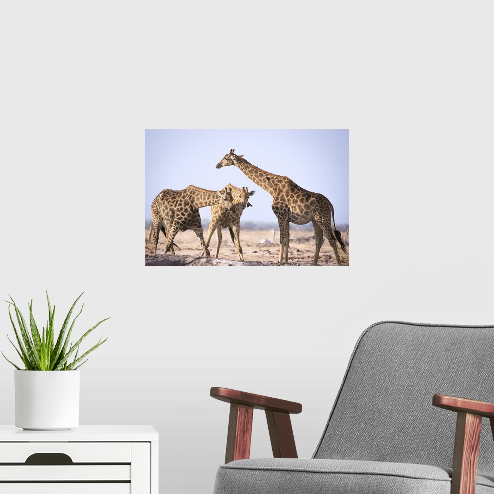 A modern room featuring Three giraffes cool off at a waterhole.