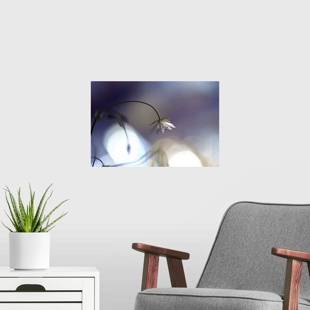 A modern room featuring A photograph of a little white flower drooping on a thin stem against a bokeh background.