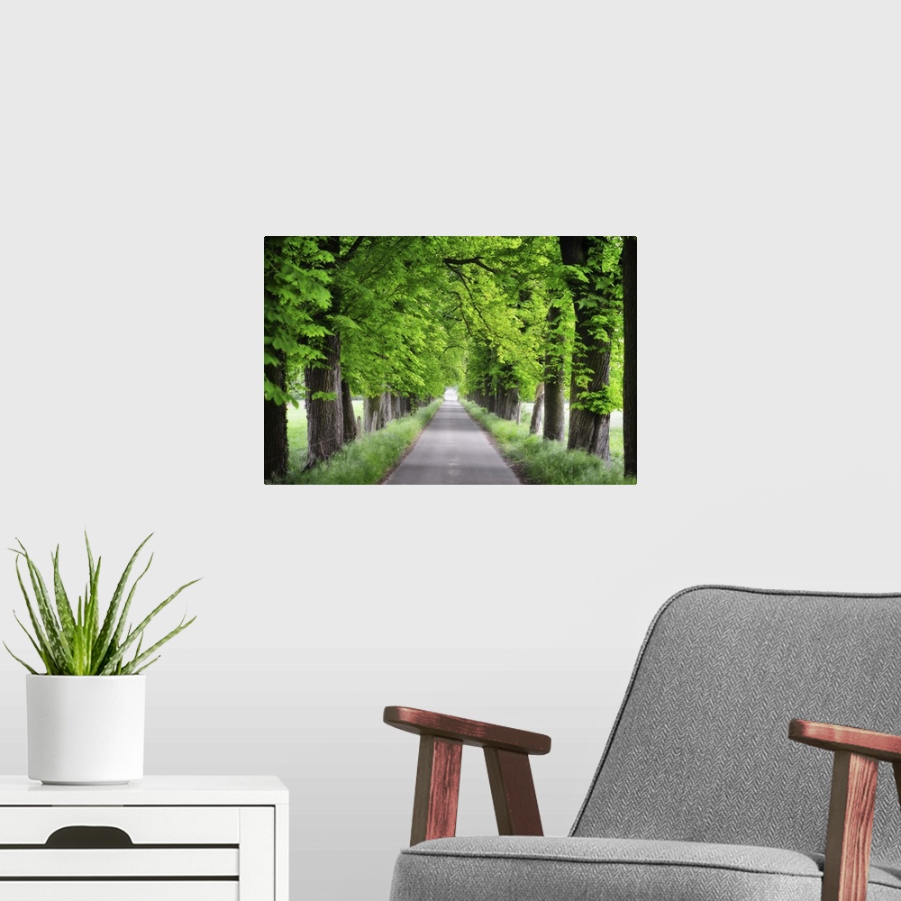 A modern room featuring Small road surrounded by trees in summer