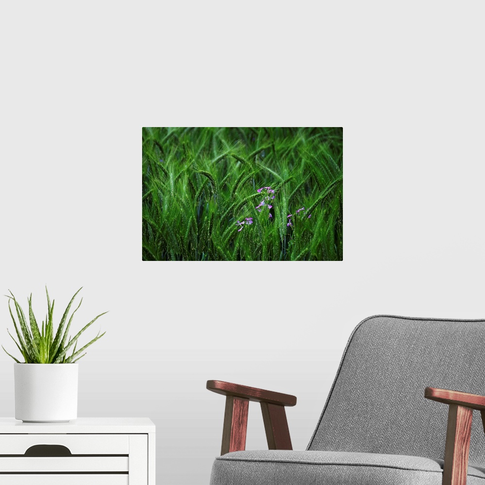 A modern room featuring Green grass moving in the wind