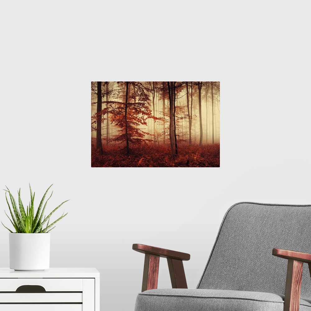 A modern room featuring Fine art photo of a misty forest of slender trees in fall colors.
