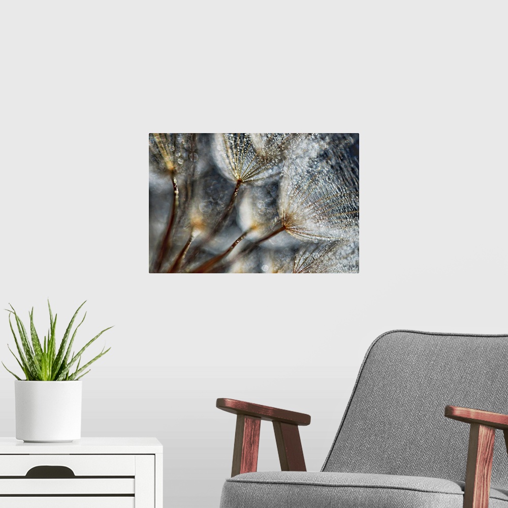 A modern room featuring Closeup of a seed head of the Western Salsify flower, made in studio against a window lit by suns...