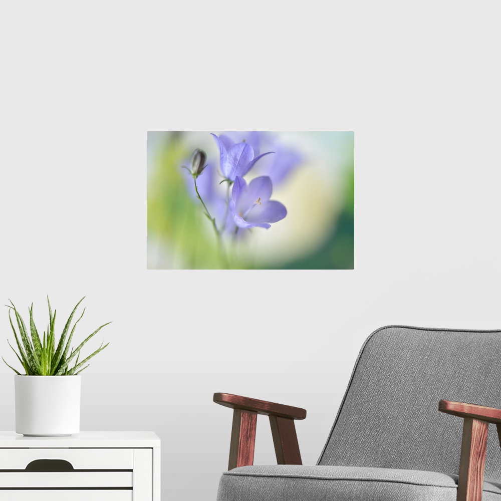 A modern room featuring Soft focus macro image of two small purple flowers.