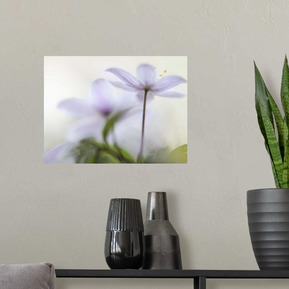 A modern room featuring A macro photograph of a pink flower in selective focus against a blue background.