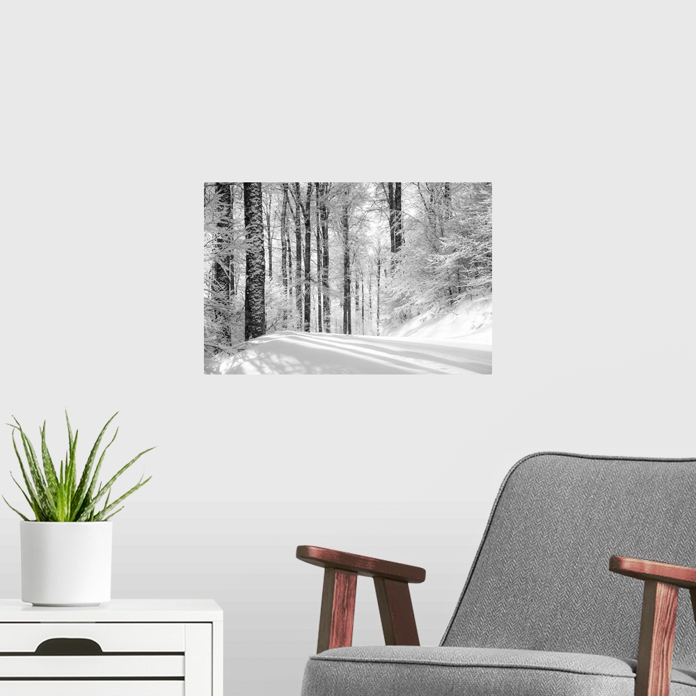 A modern room featuring Winter wonders.