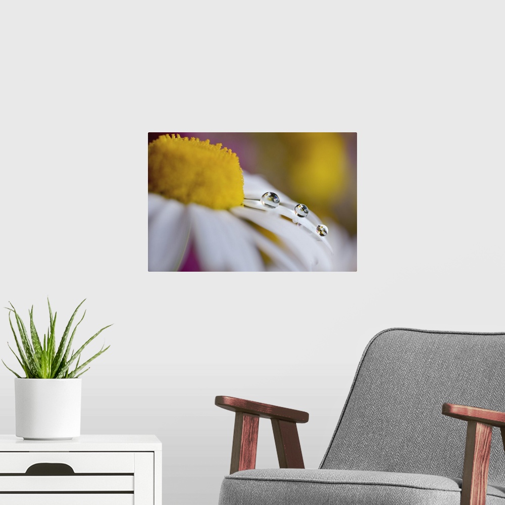 A modern room featuring Water droplets hanging on the edge of a white daisy petal.