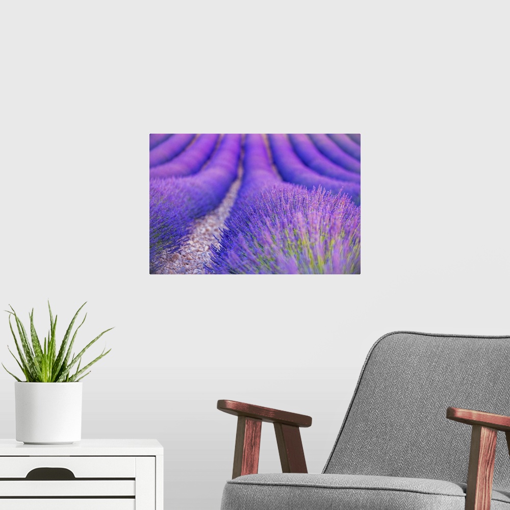 A modern room featuring Huge lavender fields found in Provence in the south of France. The deep purple color and the lave...