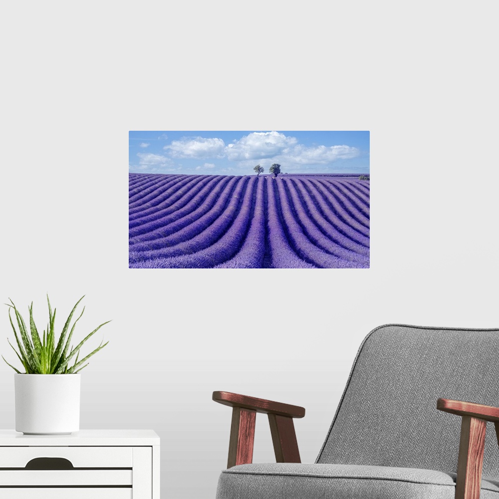 A modern room featuring This is a wonderful lavender field scented with an intense purple color.
