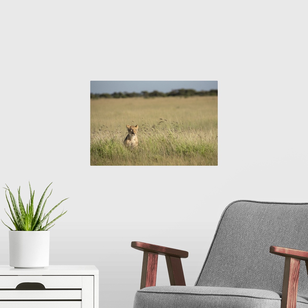 A modern room featuring Lion cub peers through the long grass.