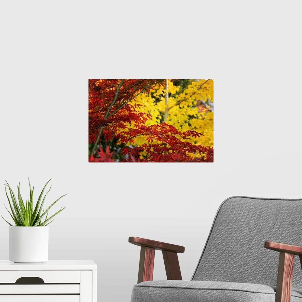 A modern room featuring Red maple in front of a yellow ginkgo