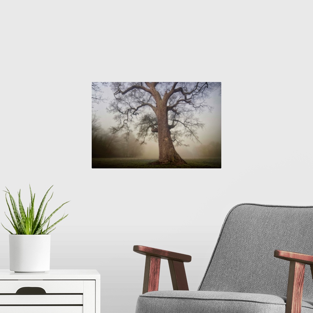 A modern room featuring Docor wall art for the home or office an ancient tree stands alone in a misty field in this lands...