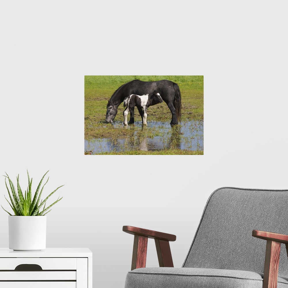 A modern room featuring Mother and Foal