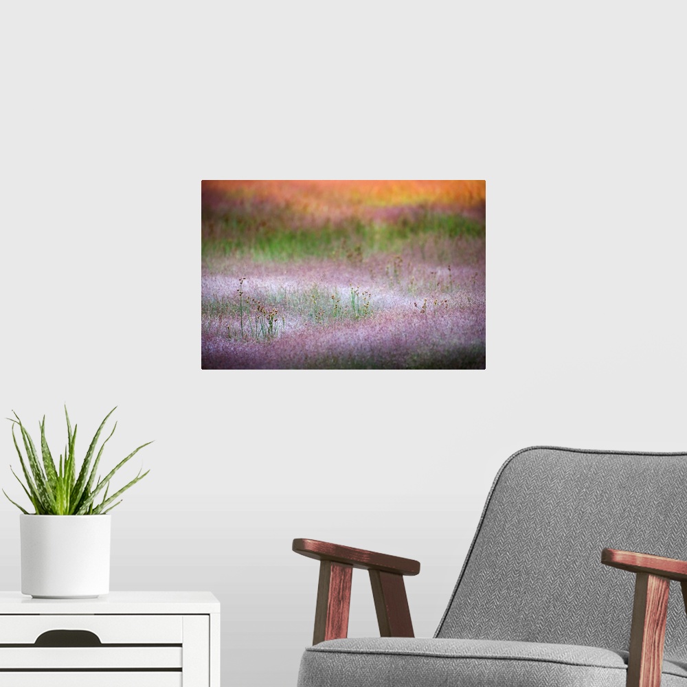 A modern room featuring Closeup of grasses early in the morning, at Norris Basin in Yellowstone National Park
