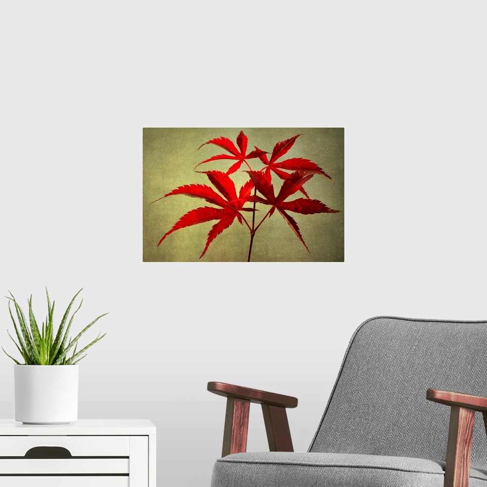A modern room featuring Red maple leaves with photo texture