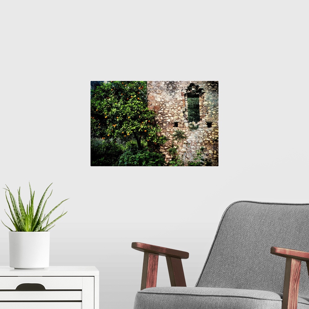 A modern room featuring Orange tree with citrus along a Ruined old building, Latina, Italy.