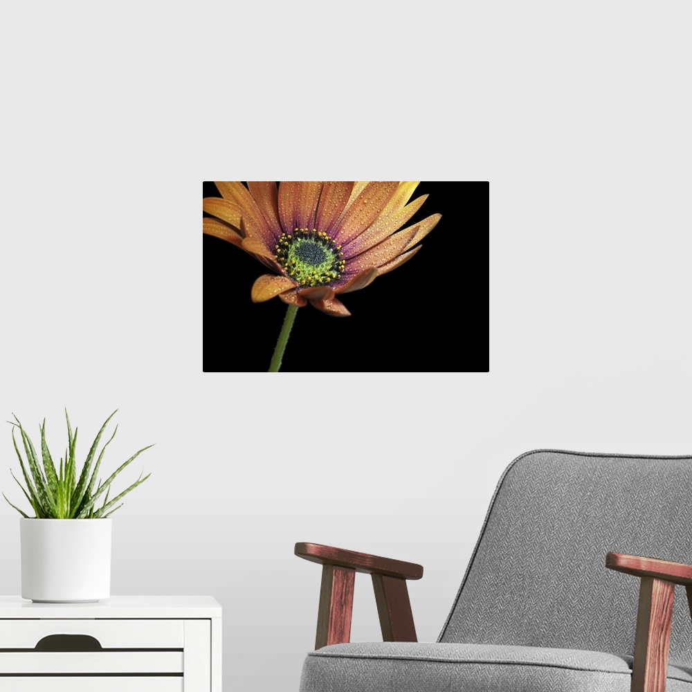 A modern room featuring Close-up of an African daisy with water drops.