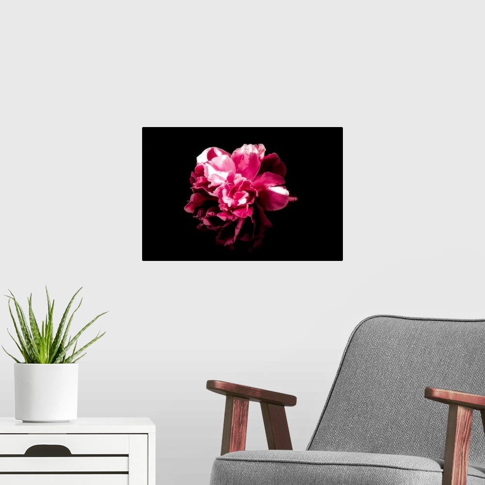 A modern room featuring Close-up peony on a black background with a drawing effect