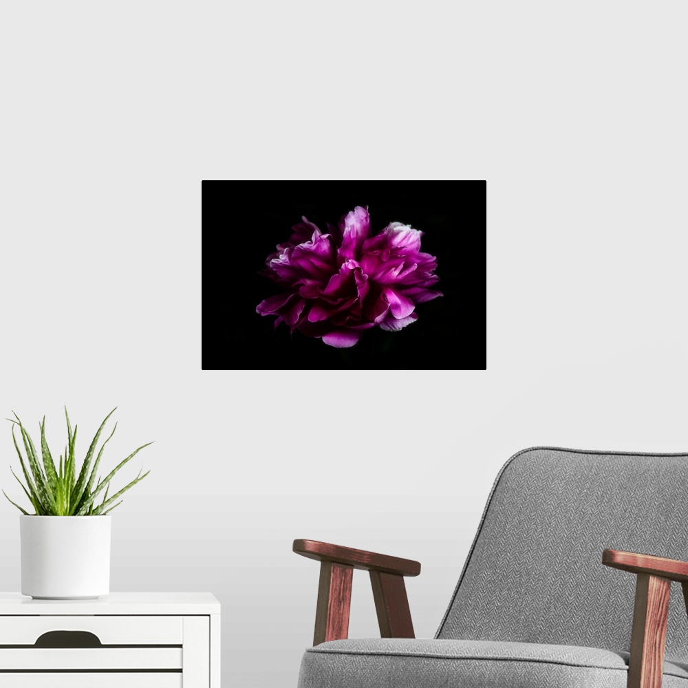 A modern room featuring Peony petals on black background