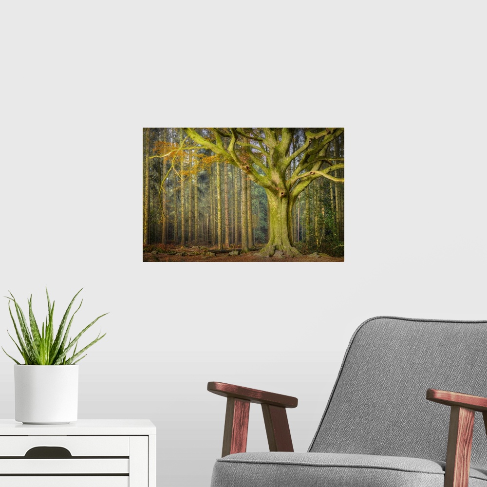 A modern room featuring Big old green beech tree in the forest in a profile portait style, some other straight trees in t...