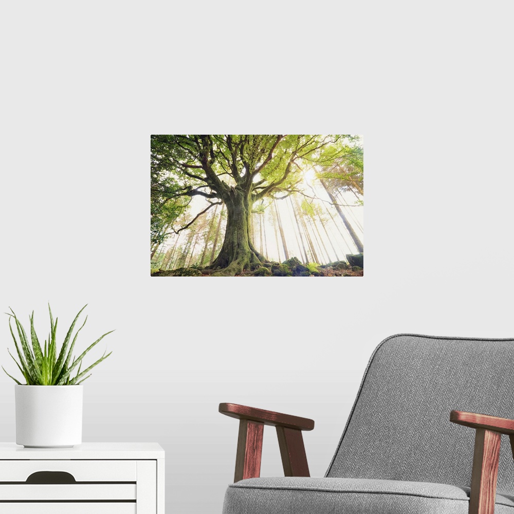 A modern room featuring Ponthus beech is one of the most beautiful trees of Broceliande forest in Brittany! In the middle...