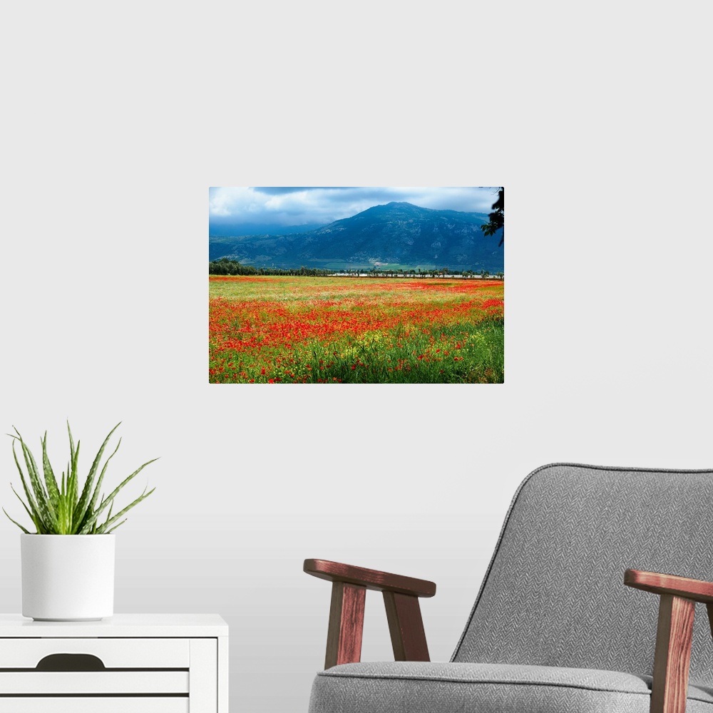 A modern room featuring Poppy filled meadow, Latina, Italy.
