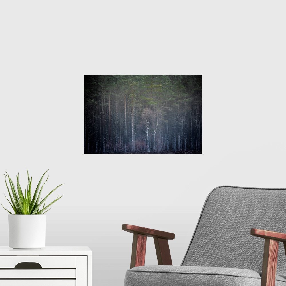 A modern room featuring A photo of the edge of a forest with tall trees reaching for the sky.