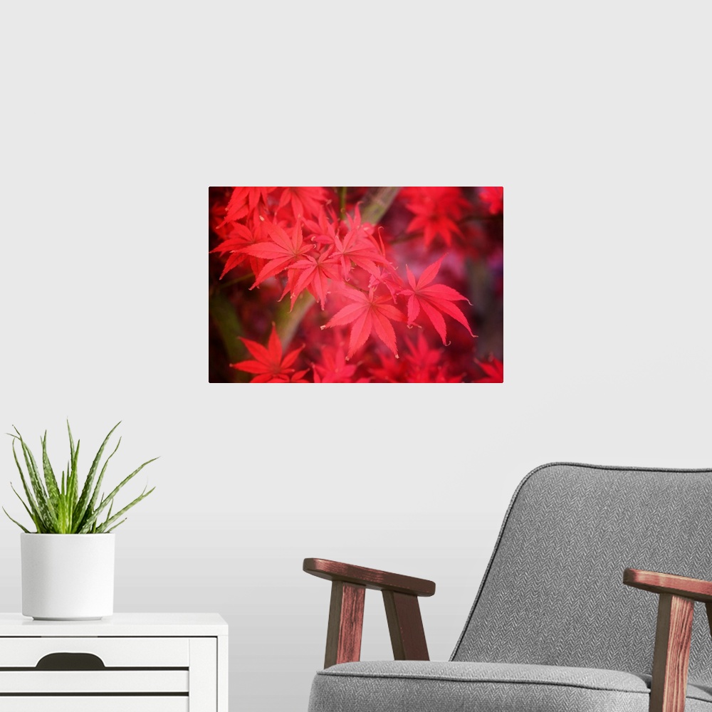 A modern room featuring Close up of bright red fall maple leaves.