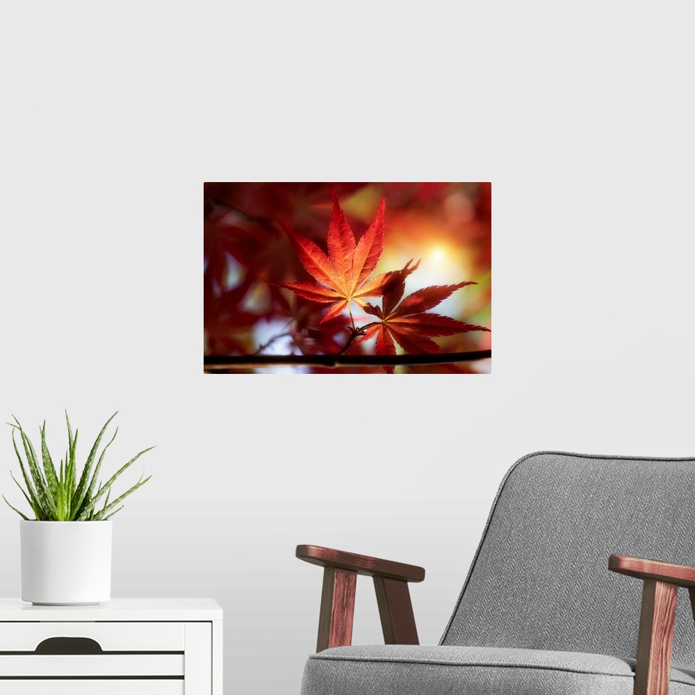 A modern room featuring Sunset with a red maple leaf in the foreground