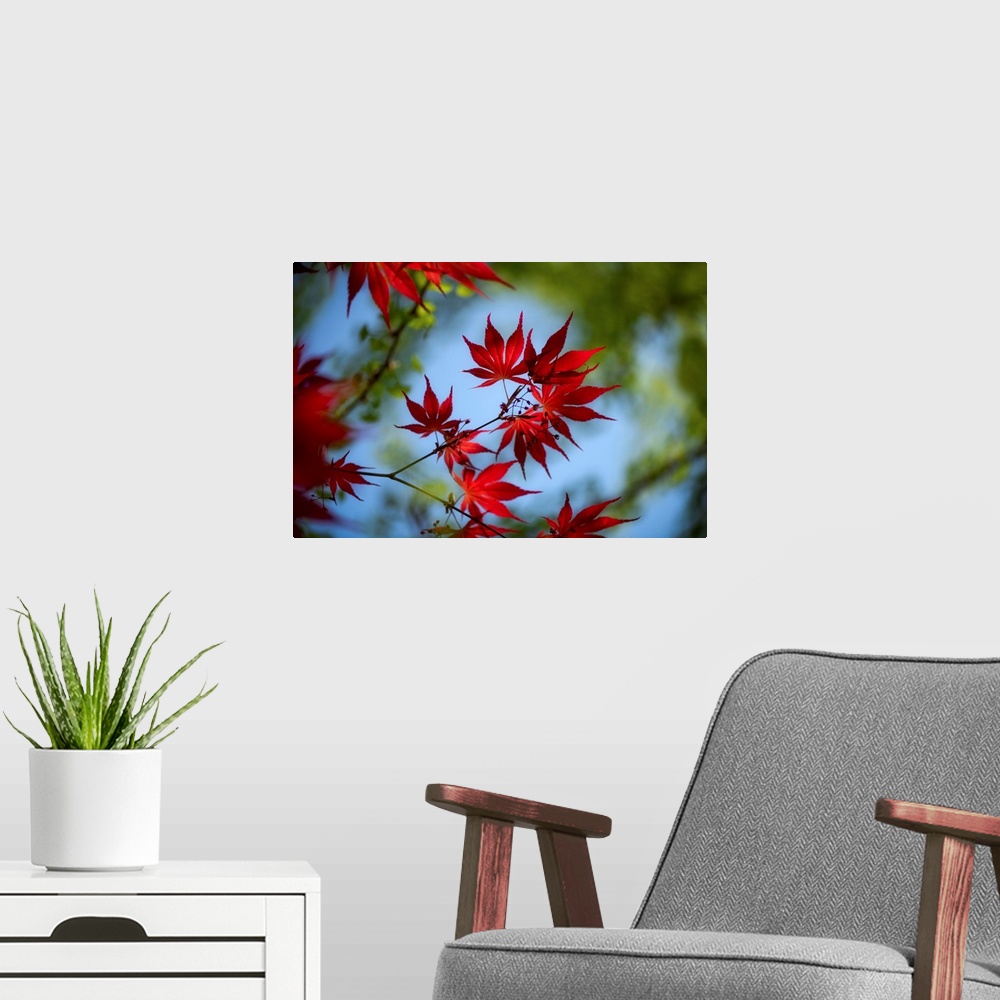 A modern room featuring Close up of red maple leaves with a bokeh effect