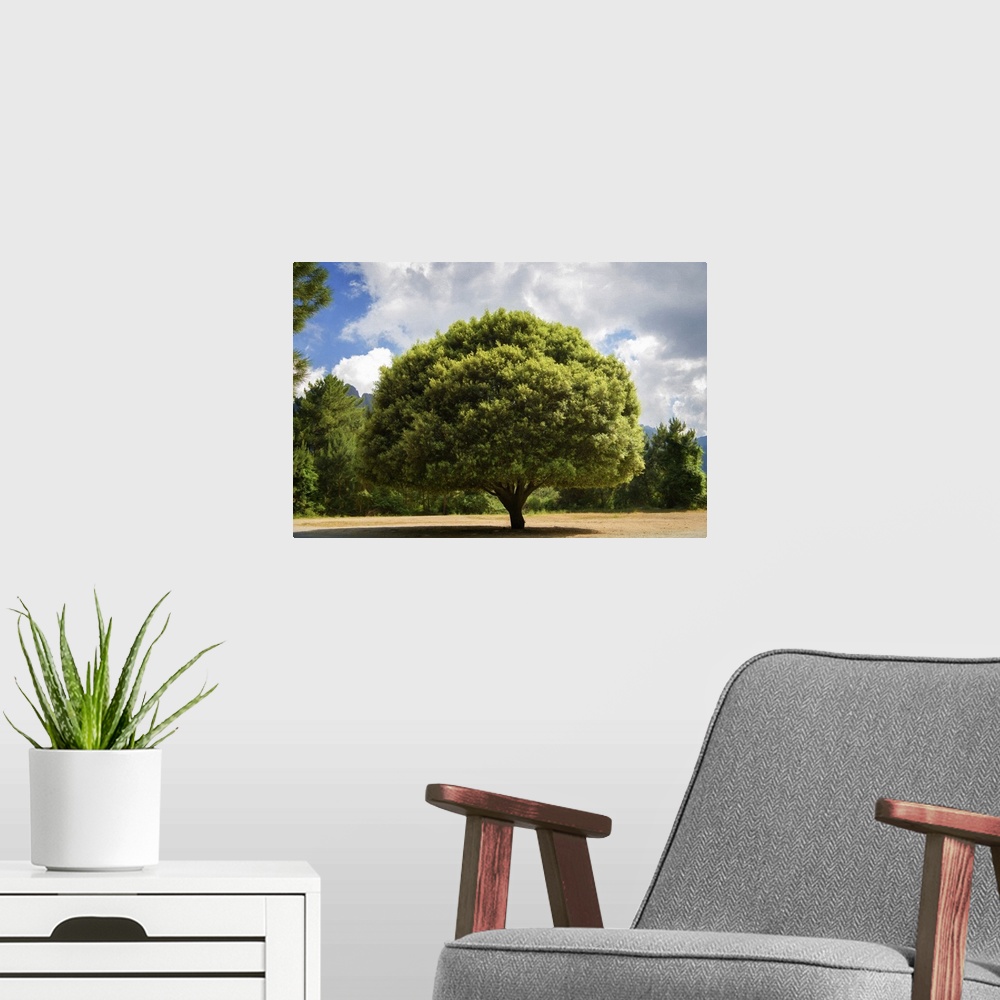 A modern room featuring A photograph of a lone tree standing in a clearing in the countryside.