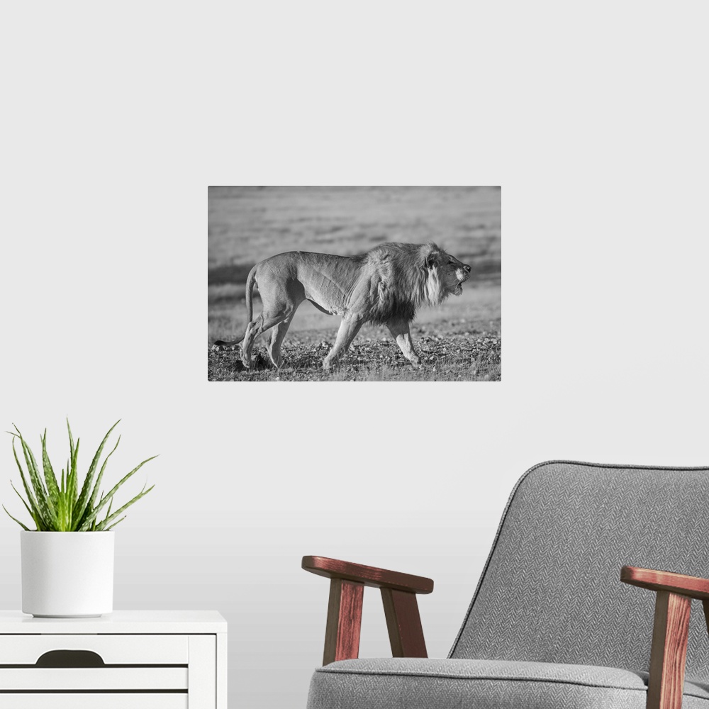 A modern room featuring A lion roars whilst patroling his territory.