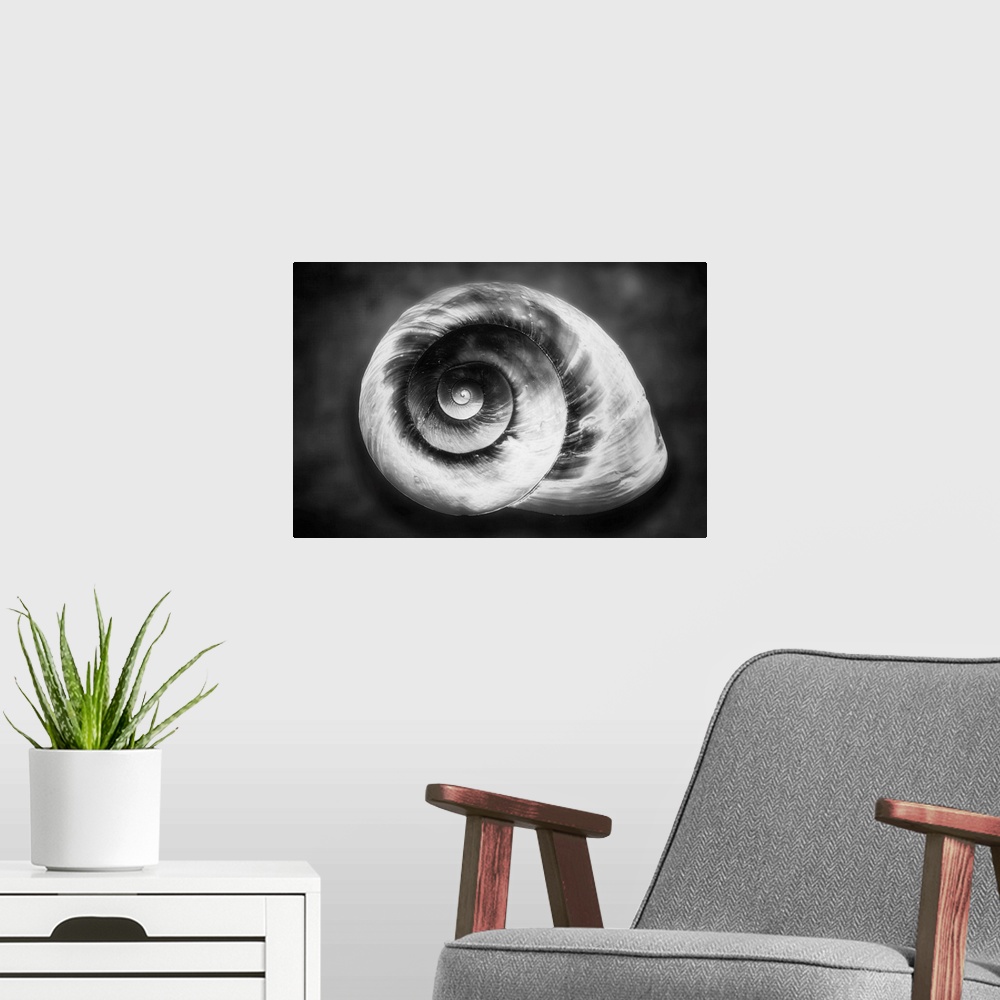 A modern room featuring Gastropod Helix in Black and White