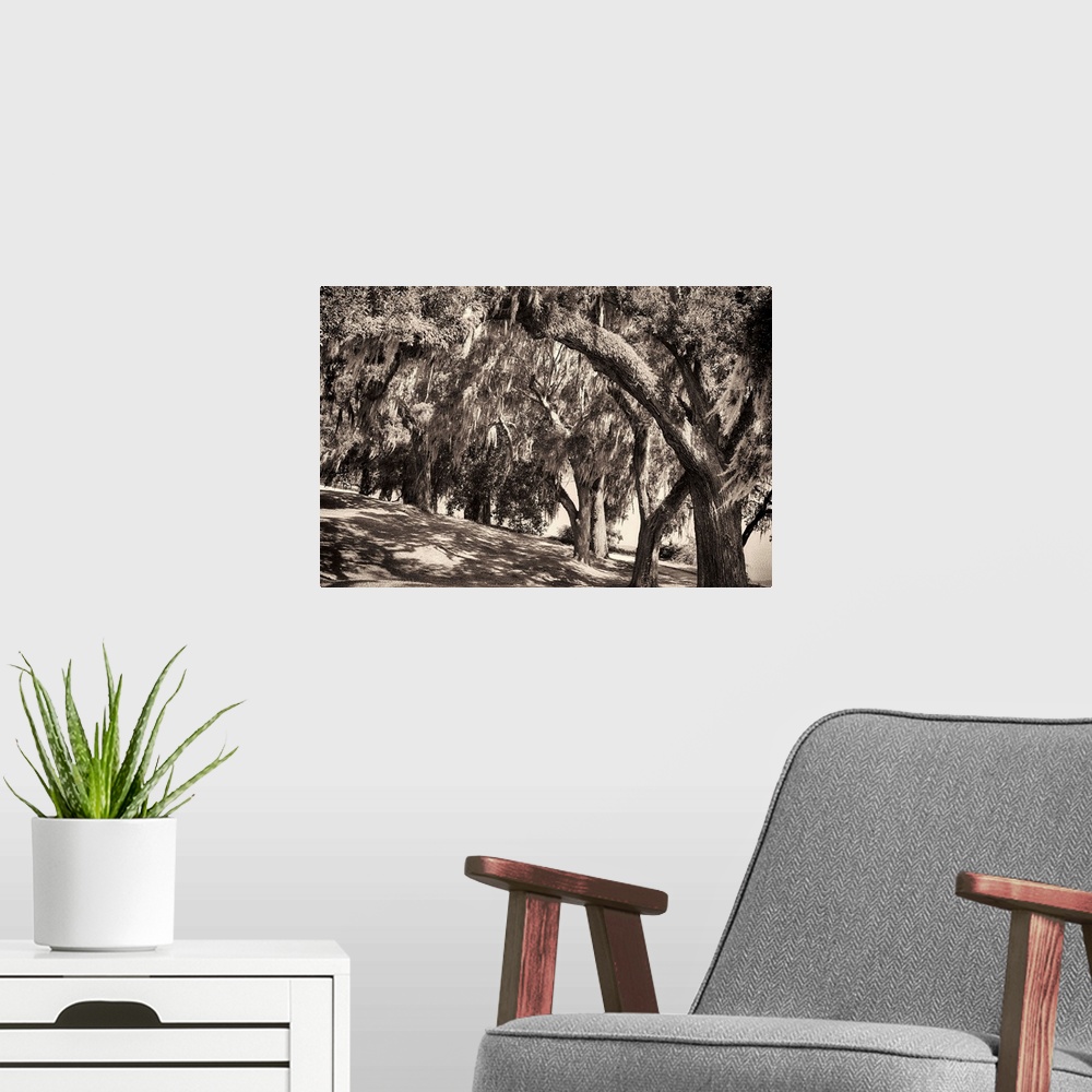 A modern room featuring Sepia-toned fine art photo of a row of large trees with Spanish moss.