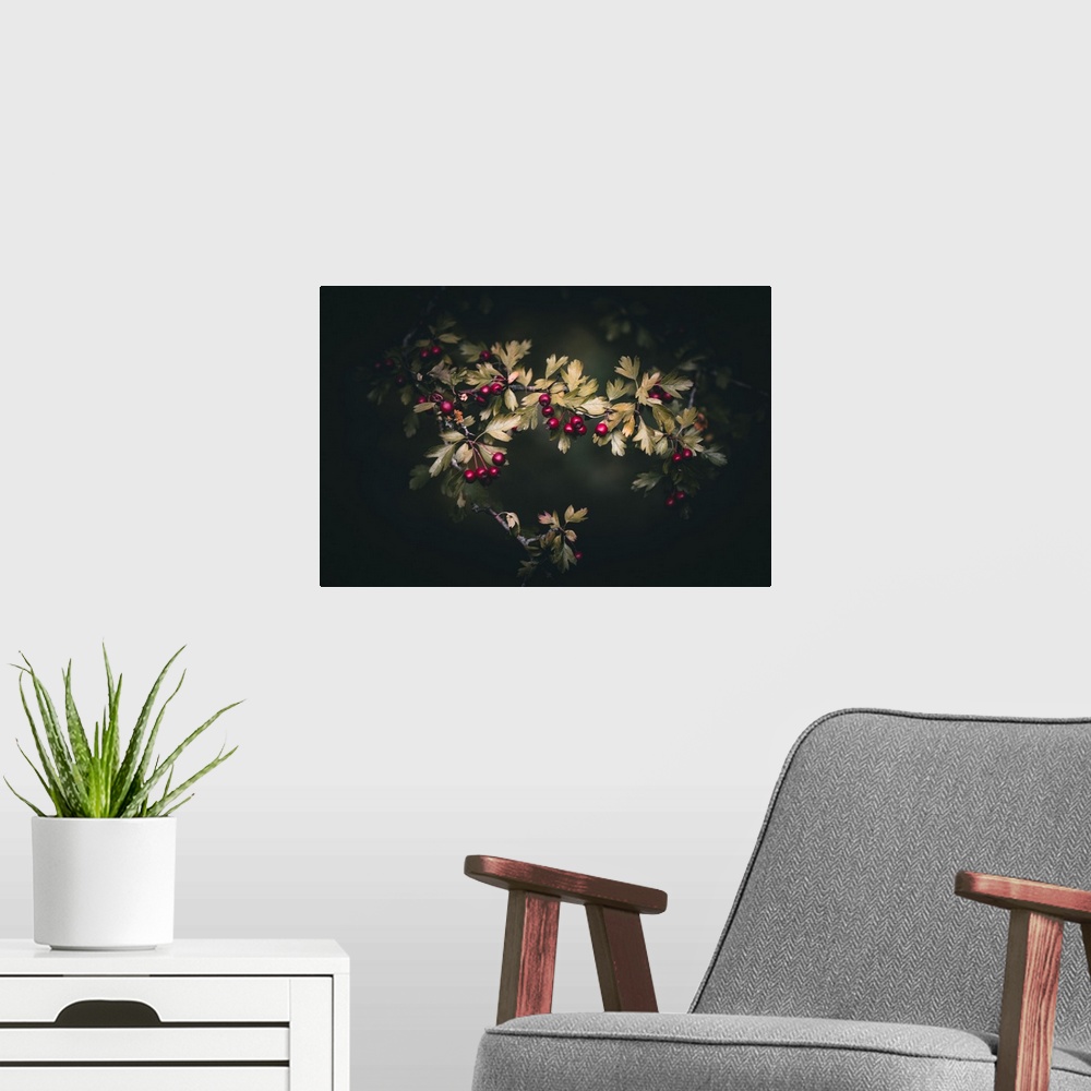 A modern room featuring Wild berries on a dark background