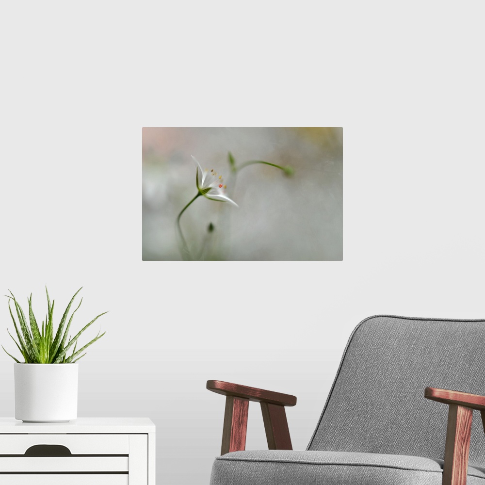 A modern room featuring A small white flower with a blurred grey background.