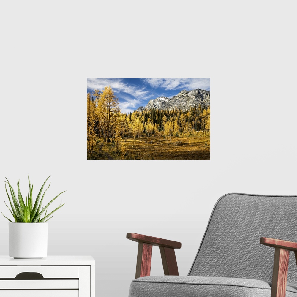 A modern room featuring Golden larches everywhere in a high mountain meadow.