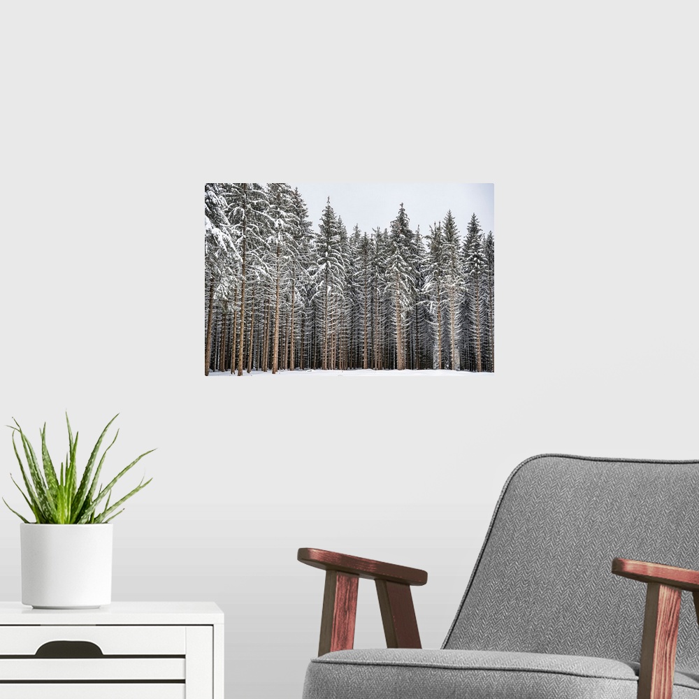 A modern room featuring Fir forest in the snow