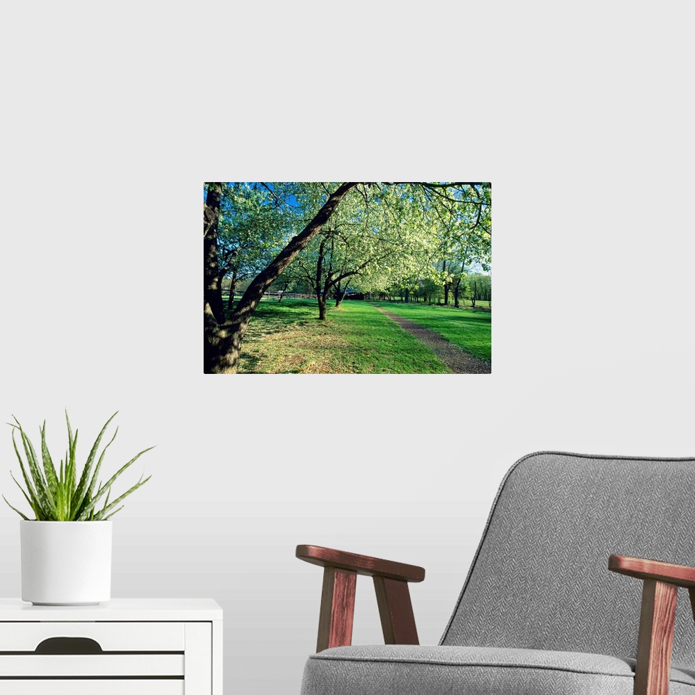 A modern room featuring Spring Bloom in an Orchard, Historic Wicks Farm, Jockey Hollow State Park, New Jersey