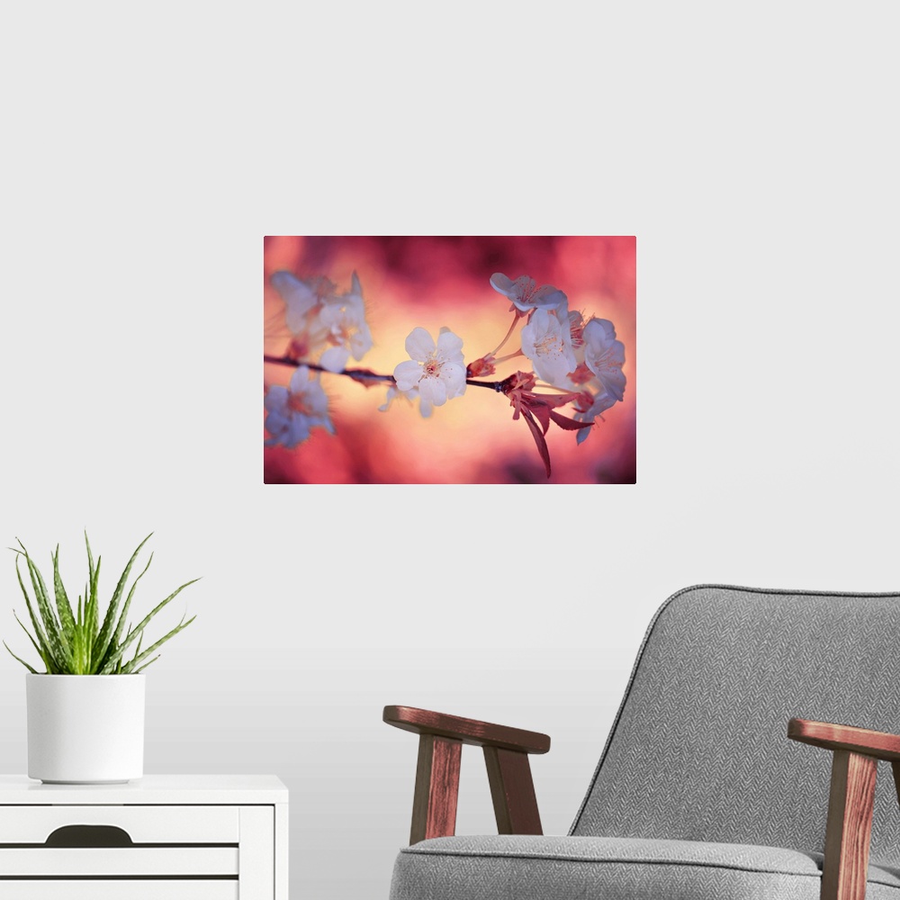 A modern room featuring Large photo on canvas of a flowering tree branch.