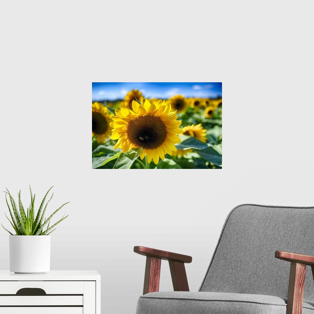 A modern room featuring Close Up View of a Sunflower Head in the Middle of a Field with Out of Fucus Background Focus and...