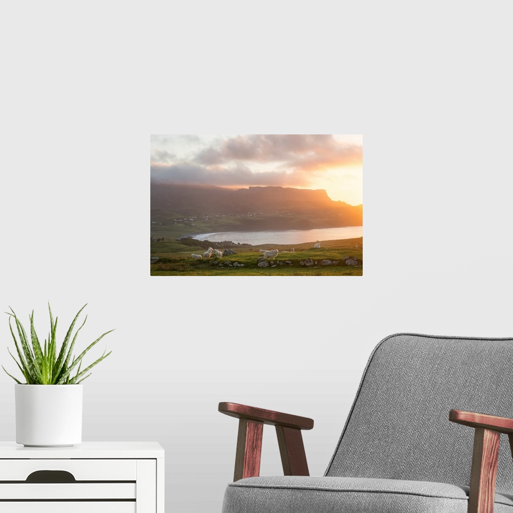 A modern room featuring Rural scene on skye island in scotland with cheeps under sunset on the north coast with moutains ...