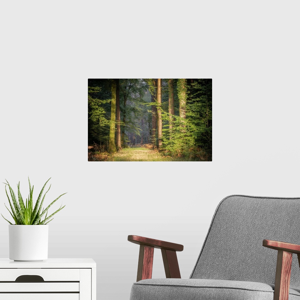 A modern room featuring Landscape view of a sunny path in the green and lighting forest in Brittany at sunset.